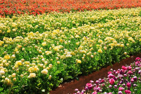 Kibbuz im Süden Israels. Der florale Teppich aus blühenden Gartenblumen in gelben, orangen und rosa Farben. Feld von Ranunkeln-Ranunkeln in mehrfarbigen, gleichmäßigen Streifen gepflanzt. Frühlingstag.