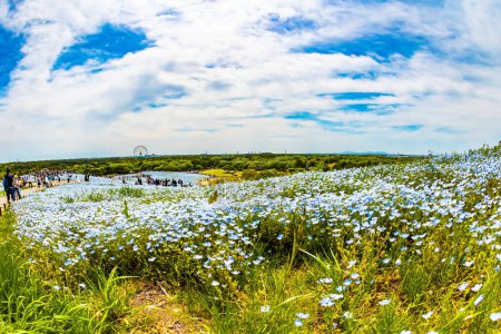 Téléchargez les photos : HITACHI SEASIDE PARK, JAPON, 26 AVRIL 2023 : La némophile bleue. Fleurs bleues - American forget-me-nots - fleurissent sur les collines au début de mai. Festival de fleurs bleues. - en image libre de droit