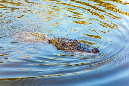 Téléchargez les photos : Les marais de Louisiane. Alimentation des alligators dans leur habitat naturel. Faune riche dans la région de la Nouvelle-Orléans. Excursion en bateau dans les aires protégées du bassin du Mississippi. Voyage en Amérique - en image libre de droit