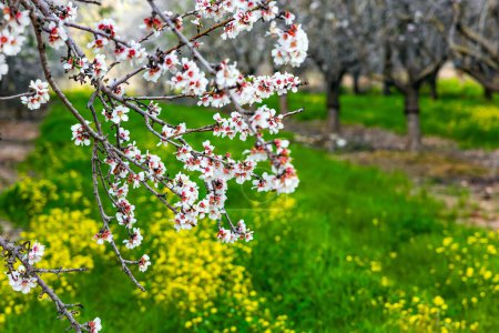 Téléchargez les photos : Amandier en fleurs. Au début du printemps en Israël. De délicates fleurs blanches et roses annoncent l'arrivée du printemps. Les arbres bas poussent en rangs pairs. - en image libre de droit