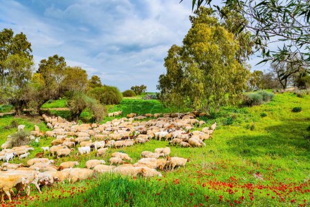 Large herd of sheep grazes in green grass. Southern border of Israel. Beautiful day. Floral carpet of red anemones and yellow daisies. Spring morning.