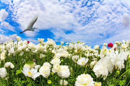 Le héron blanc vole au-dessus du champ fleuri. Buttercup Festival en Israël. Nuages printaniers lumineux. Gros buttercups blanc éponge - ranunculus