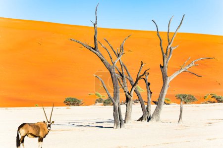 Oryx - Säbelgehörnte Antilope in der Namib-Wüste. Dead Valley (Deadvlei) ist die Attraktion im Park Namib-Naukluft. Umgeben von den Dünen von Sossusvlei