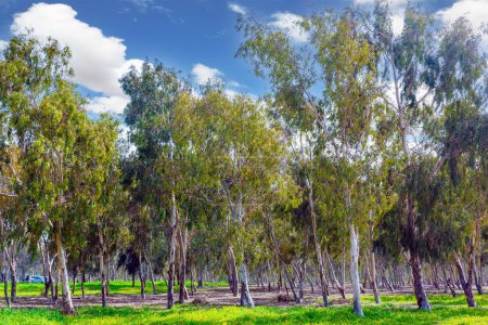 Spring festival in  Kibbutz Beeri on the border with the Gaza Strip. Beautiful blooming green park. Israel. Wonderful spring day