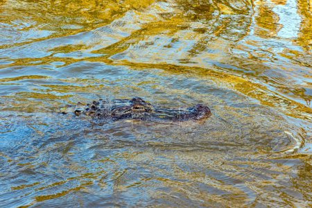 Téléchargez les photos : Alimentation des alligators dans leur habitat naturel. Faune riche dans la région de la Nouvelle-Orléans. Les marais de Louisiane. Excursion en bateau dans les aires protégées du bassin du Mississippi. Voyage en Amérique - en image libre de droit