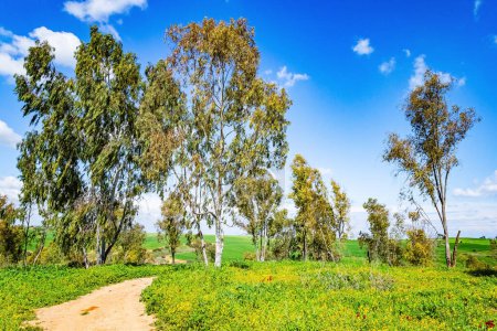 Los árboles están cubiertos de hojas jóvenes. El camino de tierra suave serpentea a través de las colinas. Frontera sur de Israel. Buen tiempo para un picnic. Mañana de primavera serena. 