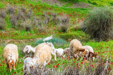 Frontière sud d'Israël. Pâturage des moutons dans l'herbe. Grande aigrette blanche assise sur un mouton. Tapis floral d'anémones rouges et de marguerites jaunes. Matin de printemps.