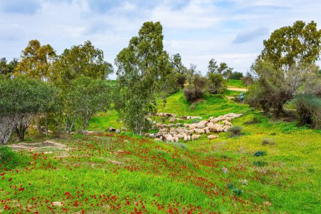 Herd of sheep grazing in fresh green grass. Spring morning. Southern border of Israel. Beautiful day. Floral carpet of red anemones and yellow daisies.