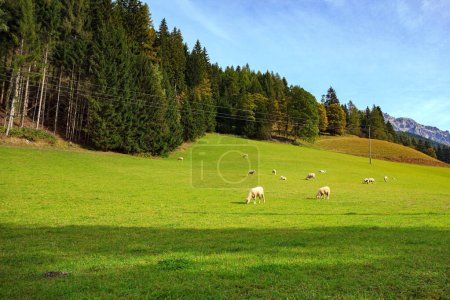 Alpes austríacos. Montañas, prados verdes y densos bosques de coníferas. Manada de ovejas blancas pastando en el borde del bosque. Viajar a Austria.