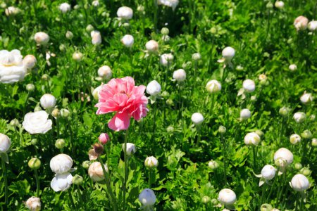 Foto de Campo de floreciente jardín buttercups-ranunkulus. Kibbutz en el sur de Israel. Primavera. Alfombra floral de flores maravillosas. - Imagen libre de derechos