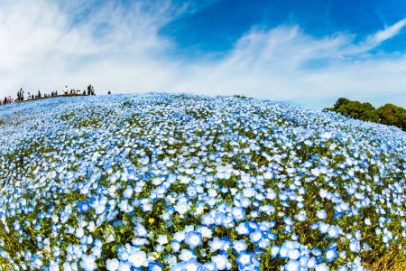 Téléchargez les photos : Le Japon. Les fleurs némophiles bleues - des myosotis américains - fleurissent sur les collines au début du mois de mai. Magnifique festival de fleurs printanières au Hitachi Seaside Park. Mai Fête des fleurs. - en image libre de droit
