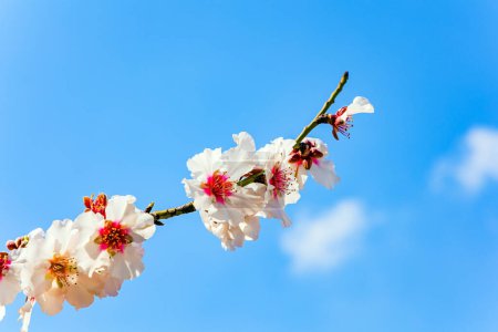 Téléchargez les photos : De délicates fleurs blanches et roses annoncent l'arrivée du printemps. Les amandiers fleurissent. Magnifique branche d'amandes en fleurs contre un ciel bleu clair. Au début du printemps en Israël. - en image libre de droit