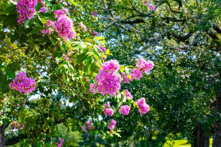 Téléchargez les photos : Arbre exotique fleurissant avec de belles fleurs roses. La Nouvelle-Orléans inoubliable. Le magnifique City Park. L'un des plus grands parcs des États-Unis. Beau temps d'automne - en image libre de droit