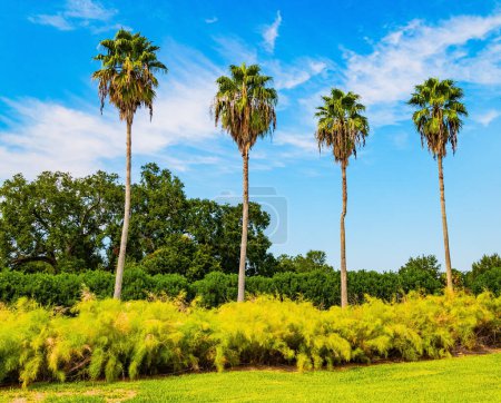 Unforgettable New Orleans. The magnificent City Park is favorite vacation spot for citizens and tourists. The slender palm trees decorate the park alleys. Beautiful autumn weather