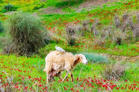 Sheep and great white egret. Sheep grazing in the grass. Southern border of Israel. Floral carpet of red anemones and yellow daisies. Spring morning.