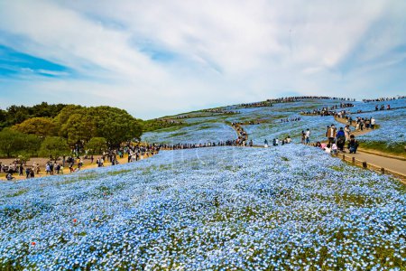 Téléchargez les photos : HITACHI SEASIDE PARK, JAPON, 26 AVRIL 2023 : Festival - Harmonie et Néophiles. Fleurs bleues - American forget-me-nots - fleurissent sur les collines au début de mai. Tapis de néophilie bleue - en image libre de droit