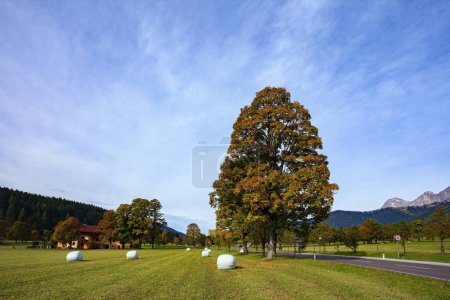 Photo for Cut grass is packed in white bags. Mountains, green meadows and dense coniferous forests. Travel to Austria. - Royalty Free Image