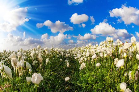 Téléchargez les photos : Israël. Champs pittoresques de gros buttercups blanc éponge Ranunculus. Les kibboutzim du sud cultivent de belles fleurs. Des nuages luxuriants volent dans le ciel bleu - en image libre de droit