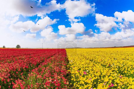 Butterblumenfest in Israel. Malerische Felder mit bunten, leuchtenden Frühlingsblumen. In den Kibbuzim des Südens wachsen wunderschöne Blumen. Große Frottee gelbe und rote Ranunkeln / Hahnenfuß