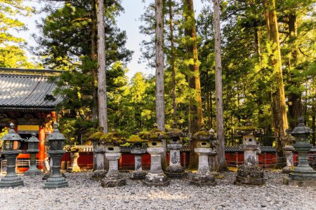 Majestic pine forest and ancient temple. Nikko Tosho-gu is a Shinto shrine in Nikko. Built in 1617. The even rows of stone sculptures - lanterns. Japan. 