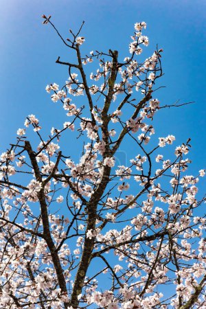 Téléchargez les photos : Superbes branches de fleurs de cerisier. Ciel de printemps bleu vif - en image libre de droit