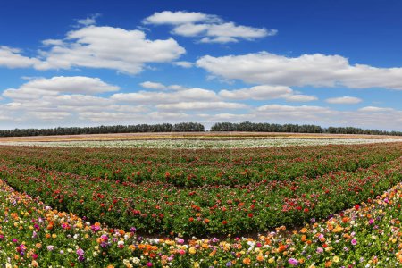 Bright and hot spring day. Spring in the south of Israel. Picturesque large garden buttercups of bright colors are planted in wide stripes. Magnificent kibbutz field 