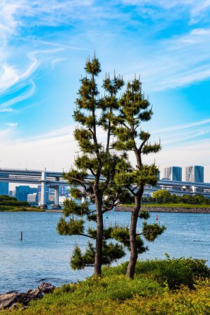 Téléchargez les photos : Promenade sur l'île d'Odaiba. Le Japon. L'île est reliée par le pont Rainbow au centre de Tokyo. Une partie de l'île était remplie de déchets. - en image libre de droit