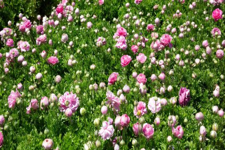 Téléchargez les photos : Champ de fleurs rose jardin buttercups-ranunkulus. Kibboutz dans le sud d'Israël. Le jour du printemps. Tapis floral de fleurs merveilleuses. - en image libre de droit