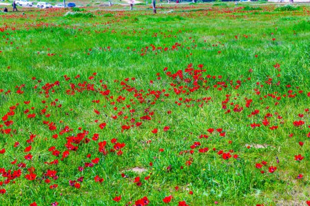 Téléchargez les photos : Herbe verte fraîche et anémones en fleurs. Israël. Festival de printemps à Beeri, à la frontière avec la bande de Gaza. Quartiers du Kibboutz Be'eri avant l'attaque arabe brutale. - en image libre de droit
