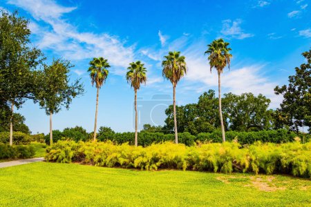 Unforgettable New Orleans. The magnificent City Park with wonderful quiet lakes and water birds is favorite vacation spot for citizens and tourists. One of the largest parks in the USA. Centenary oak trees and slender palm trees decorate the park all