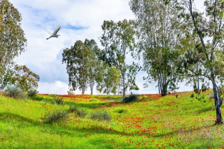Southern border of Israel. Flower carpet of red anemones. Great weather for a picnic. Serene spring morning. 