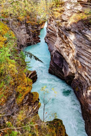El trueno y espumoso Athabasca Falls. Rockies canadienses. Athabasca Falls es la cascada más poderosa de Alberta. Parque Jasper.