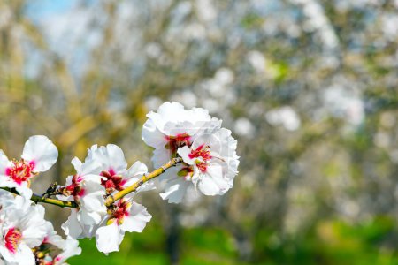  February in Israel. Branch of blooming almond tree with lush white-pink flowers. Almond blossomed. The magnificent flowers exude sweet aroma.