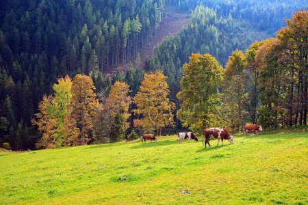 Viajar a Austria. Las vacas con campanas pastan en un prado de hierba esmeralda. Alpes austríacos. Montañas, prados verdes y densos bosques de coníferas. 