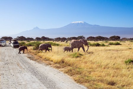 The highest mountain in Africa, Kilimanjaro, with a cap of eternal snows on top. Herd of African elephants with huge ears and small tails. The park Amboseli. 