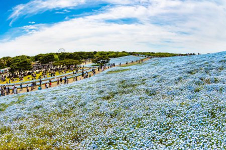 HITACHI SEASIDE PARK, JAPAN, APRIL 26, 2023: Blue Flower Festival. Blue nemophila flowers - American forget-me-nots - bloom on the hills in early May. Carpet of blue nemophila