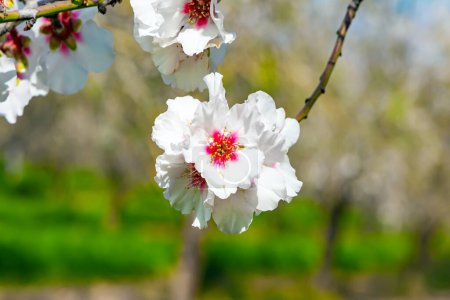Zweig eines blühenden Mandelbaums mit üppigen weiß-rosa Blüten. Februar in Israel. Die prächtigen Blüten verströmen süßes Aroma. Mandelblüte. 