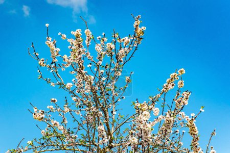 Spring came. Almond blossomed. The pink and white flowers exude a sweet scent. Picturesque unforgettable almond blossom. High blue sky and snow-white lush clouds. February in Israel