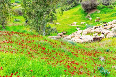 Floral carpet of red anemones. Herd of sheep grazing in hollow. Southern border of Israel. Beautiful day. Spring morning.