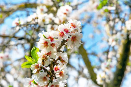 Febrero en Israel. Las abejas recogen diligentemente el néctar precioso de las flores de almendras. Rama de almendro en flor con exuberante blanco flores de color rosa. Almendra florecida. 