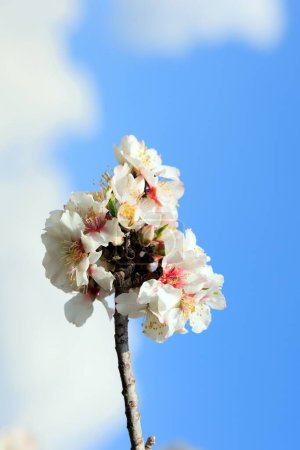 Branch of blooming almond tree with lush white and pink flowers. Almond blossomed. High blue sky and snow-white lush clouds. February in Israel. Spring came. 