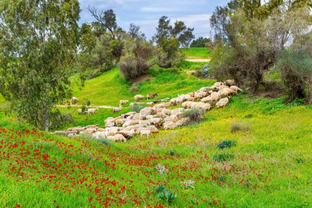 Manada de ovejas pastando en hueco. Frontera sur de Israel. Hermoso día. Alfombra floral de anémonas rojas y margaritas amarillas. Mañana de primavera.