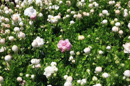 Feld blühender Garten-Ranunkeln-Ranunkeln. Kibbuz in Israel an der Grenze zum Gazastreifen. Frühlingstag. Floraler Teppich aus wunderbaren Blumen.