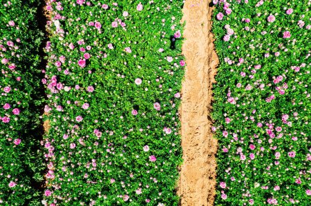Luftaufnahme. Ranunkeln im Garten - Hahnenfuß. Heiße Sonne und weiße Wolken. Malerisches Feld blühender Ranunkeln im Kibbuz Nir Yitzchak. Israel. Filmaufnahmen von einer Drohne