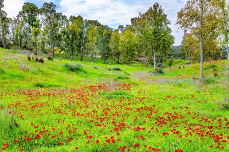 Israel. Border with the Gaza Strip after the attack. Serene spring morning. Green carpets of fresh grass and red spots of blooming anemones. 