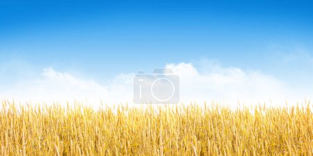 Téléchargez les photos : Blé jaune ou champ de seigle et ciel bleu avec nuages. Paysage d'été fond large - en image libre de droit