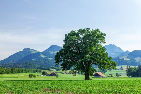 Téléchargez les photos : Vue panoramique sur les arbres, la campagne, les prairies verdoyantes alpines et les Alpes en Suisse - en image libre de droit