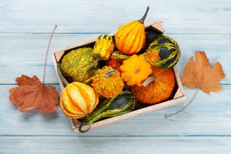 Téléchargez les photos : Diverses courges et citrouilles colorées. Récolte de légumes d'automne. Vue du dessus plat lay - en image libre de droit