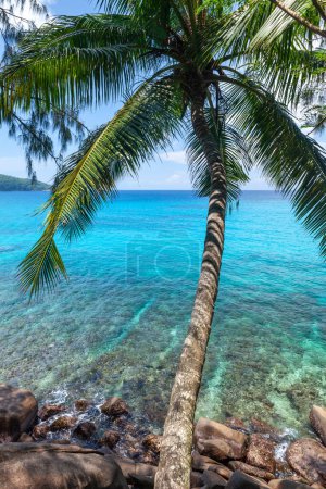 Photo for Tropical landscape with palm tree and turquoise sea - Royalty Free Image