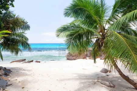 Foto de Playa tropical con palmeras y mar turquesa - Imagen libre de derechos